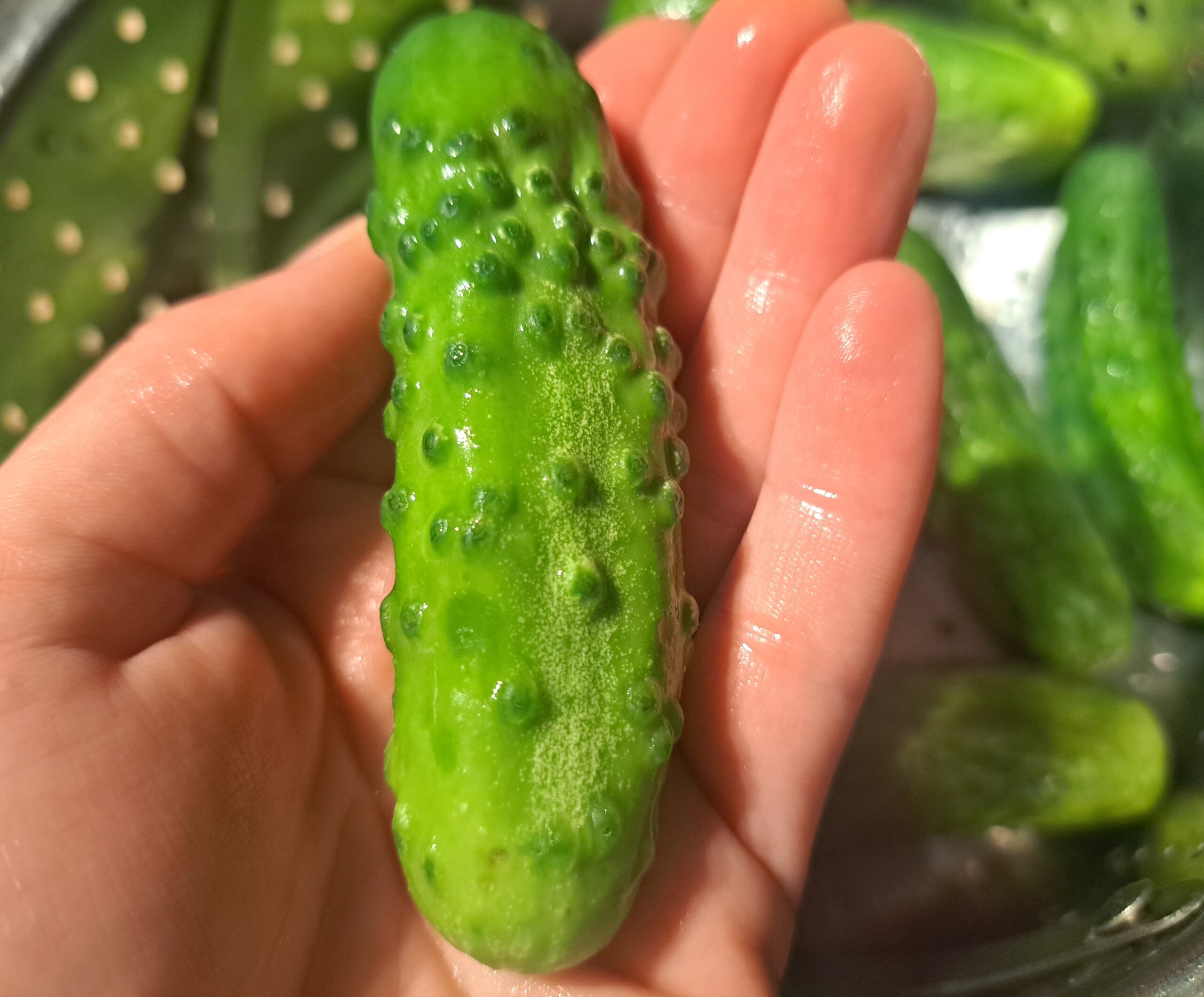 These probiotic pickles are easy to make with a salt water brine and pickling cucumbers!