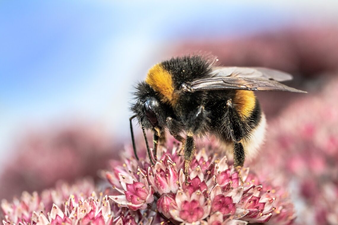 Bumble bees are one of many important pollinators!