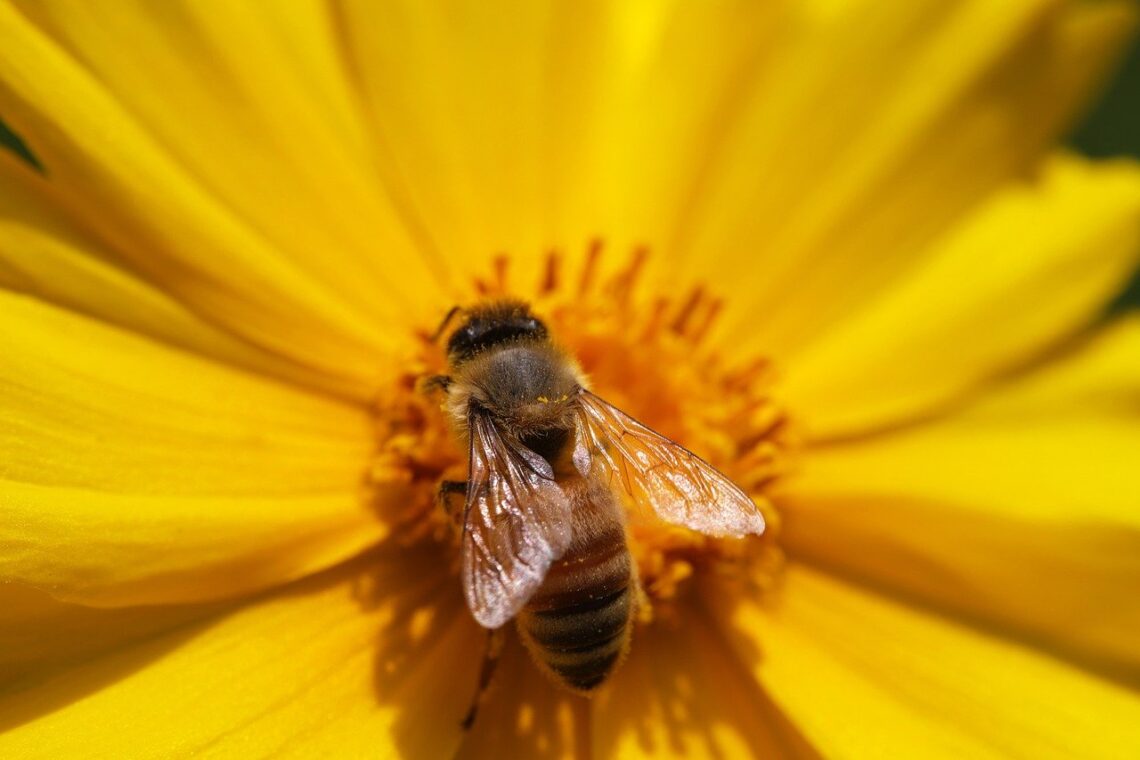 Yellow coreopsis is just one of many pollinator flowers for fall gardens!