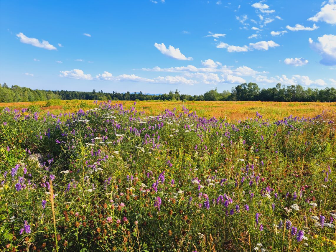 Planting wildflower seeds in fall allows seeds to naturally cold stratify in winter.