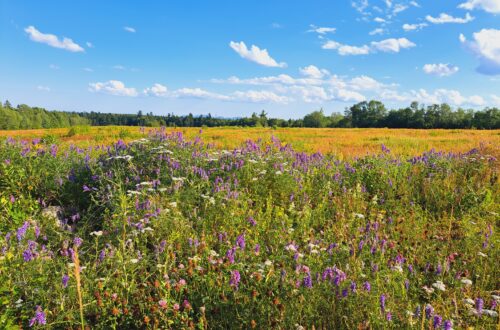 Planting wildflower seeds in fall allows seeds to naturally cold stratify in winter.