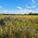 Planting wildflower seeds in fall allows seeds to naturally cold stratify in winter.