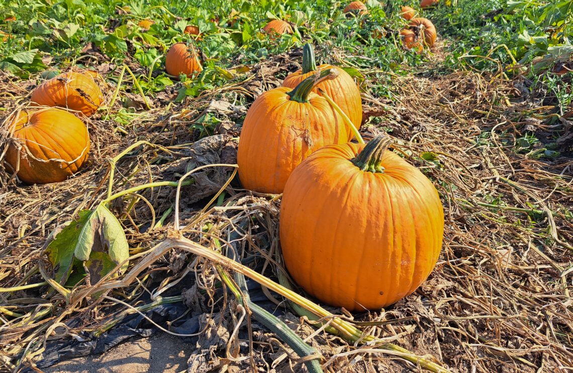 Harvesting cold weather crops like pumpkins is just one essential fall gardening task!