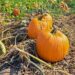 Harvesting cold weather crops like pumpkins is just one essential fall gardening task!