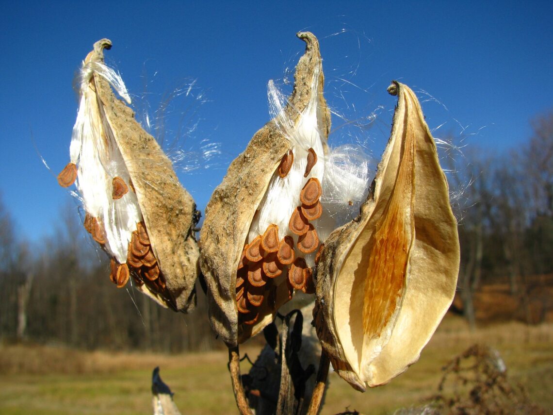 You can collect milkweed seeds and other native wildflower seeds in fall!