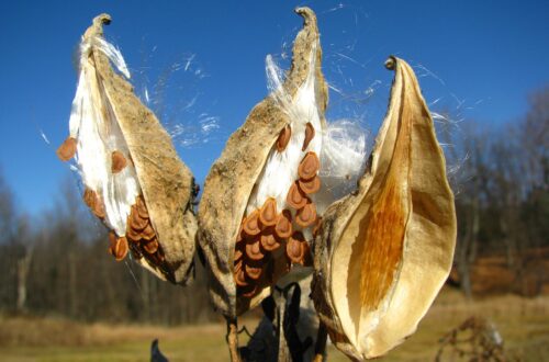 You can collect milkweed seeds and other native wildflower seeds in fall!