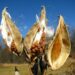 You can collect milkweed seeds and other native wildflower seeds in fall!