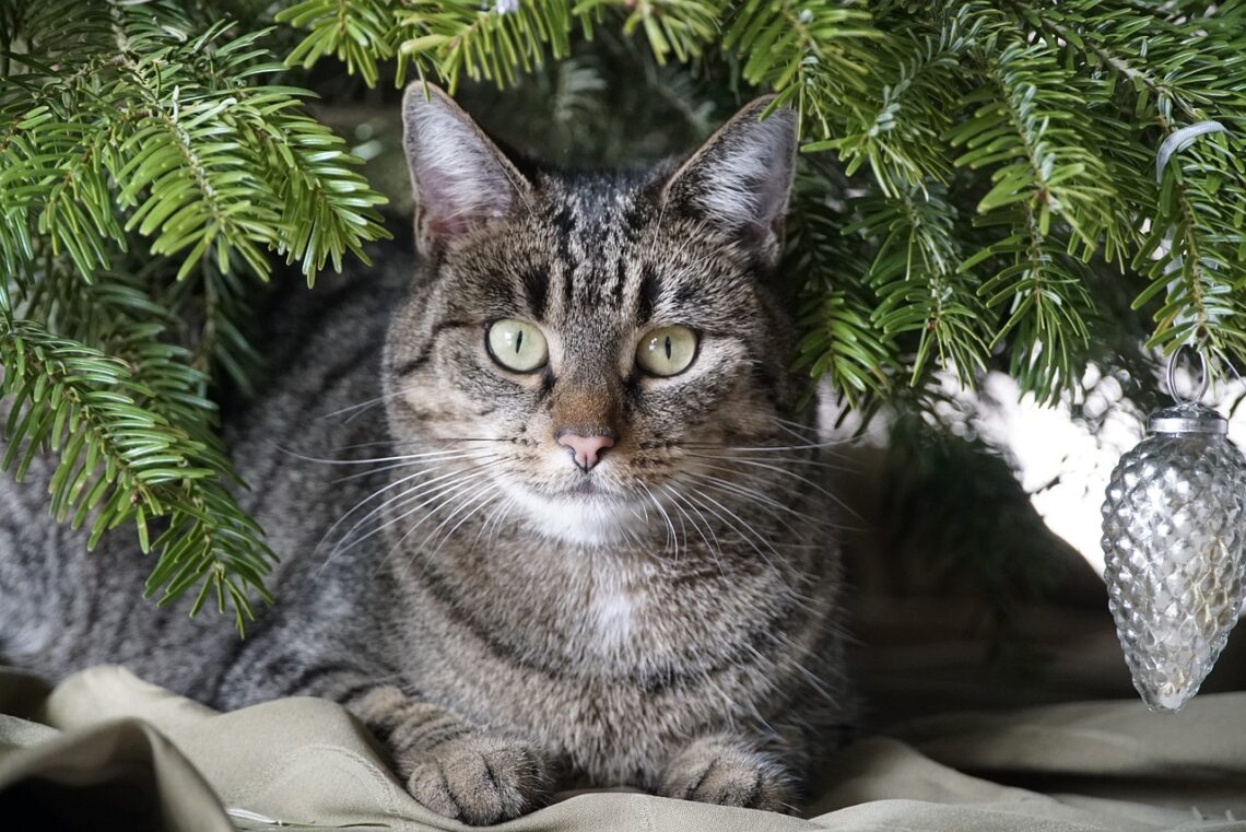 Avoid toxic Christmas plants and decorate with these pet safe plants instead!