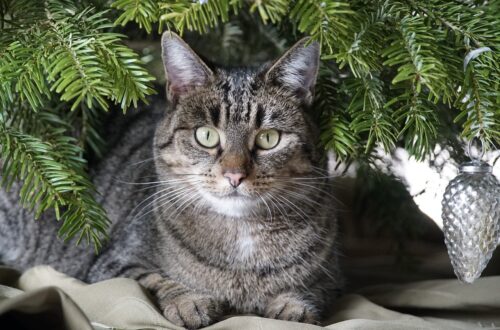 Avoid toxic Christmas plants and decorate with these pet safe plants instead!