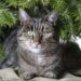 Avoid toxic Christmas plants and decorate with these pet safe plants instead!