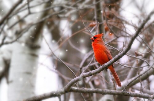 Winter gardening checklist for healthier winter plants and an easier spring gardening season!