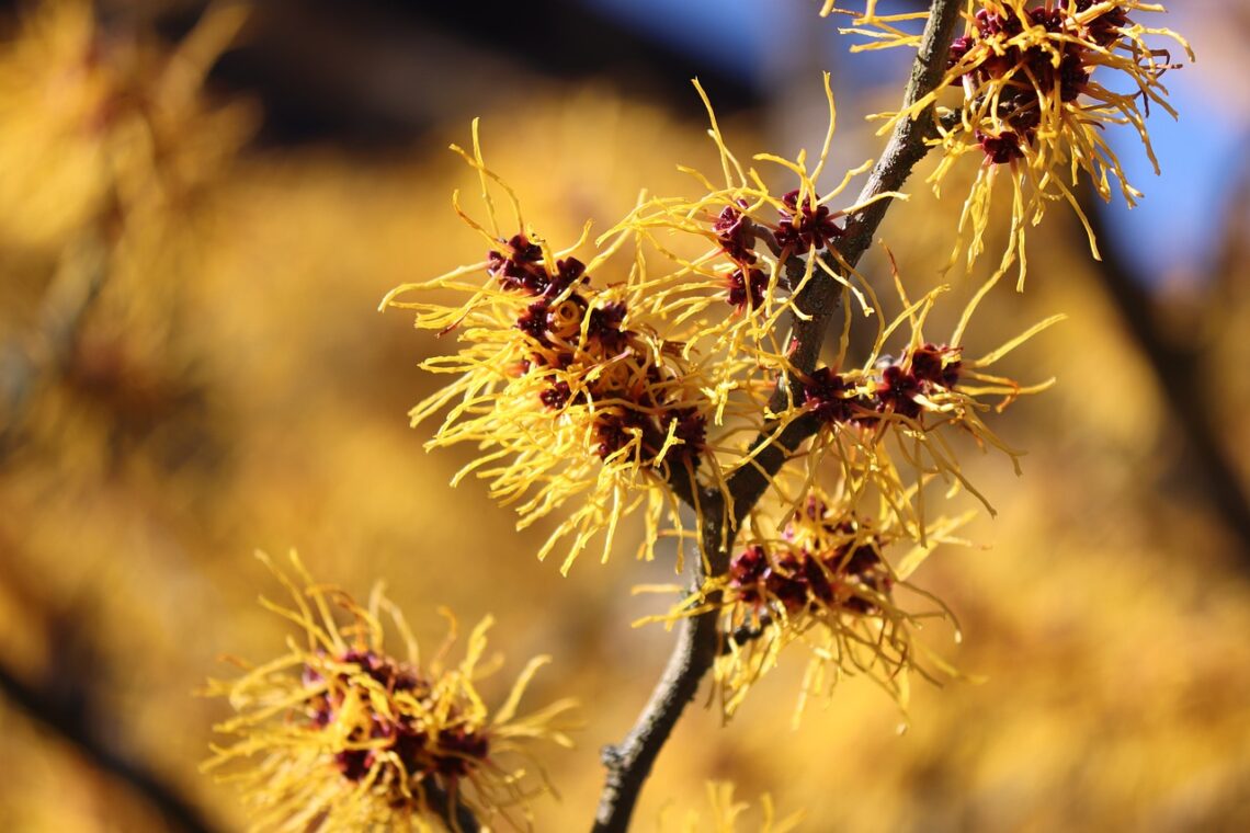 Discover native winter blooming flowers and other native plants to plant in winter gardens.