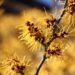 Discover native winter blooming flowers and other native plants to plant in winter gardens.